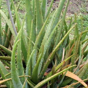  - Aloe vera (L.) Burm.f.