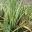  Liliane Roubaudi - Aloe vera (L.) Burm.f.