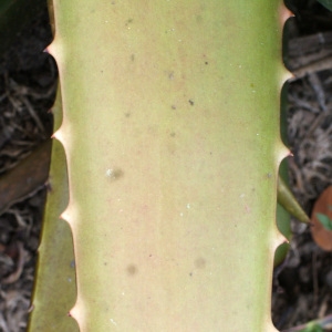  - Aloe vera (L.) Burm.f.