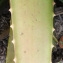  Liliane Roubaudi - Aloe vera (L.) Burm.f.