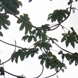 Samanea saman (Jacq.) Merr. (Arbre à la pluie)