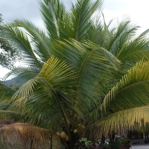 Cocos nucifera L. (Cocotier)