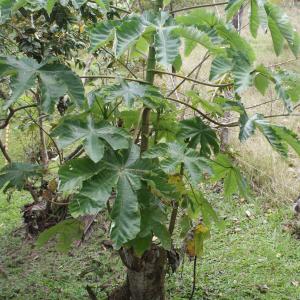 Photographie n°1122030 du taxon Cecropia schreberiana Miq.