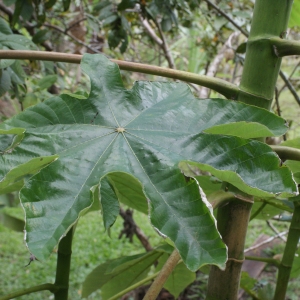 Photographie n°1122040 du taxon Cecropia schreberiana Miq.