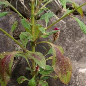 Photographie n°1122054 du taxon Celosia argentea L.