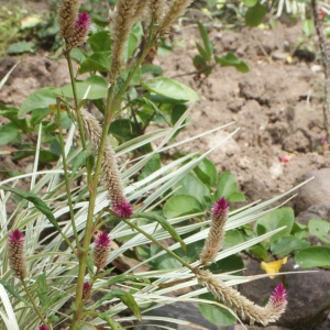 Photographie n°1122057 du taxon Celosia argentea L.
