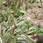  Liliane Roubaudi - Celosia argentea L.