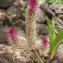  Liliane Roubaudi - Celosia argentea L.