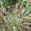  Liliane Roubaudi - Celosia argentea L.