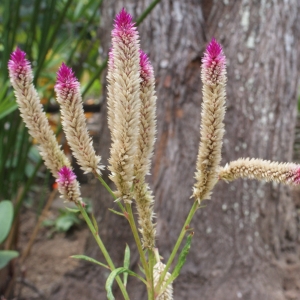 Photographie n°1122067 du taxon Celosia argentea L.