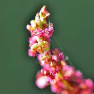 Photographie n°1122074 du taxon Rumex acetosella L. [1753]