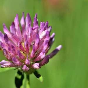 Photographie n°1122118 du taxon Trifolium pratense L. [1753]