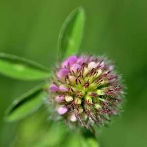 Photographie n°1122121 du taxon Trifolium pratense L. [1753]