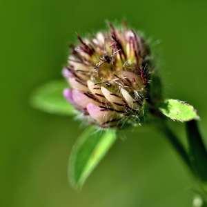 Photographie n°1122139 du taxon Trifolium pratense L. [1753]