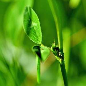 Photographie n°1122142 du taxon Trifolium pratense L. [1753]