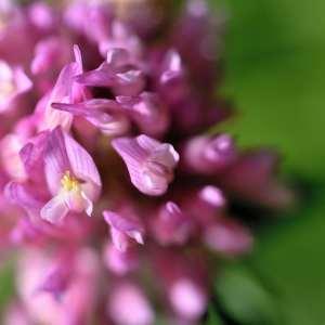 Photographie n°1122157 du taxon Trifolium pratense L. [1753]