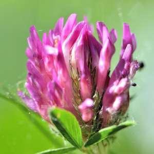 Photographie n°1122181 du taxon Trifolium pratense L. [1753]