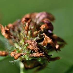 Photographie n°1122182 du taxon Trifolium pratense L. [1753]