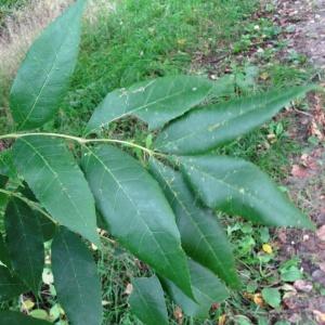 Photographie n°1122439 du taxon Fraxinus excelsior L. [1753]