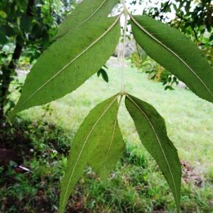 Photographie n°1122444 du taxon Fraxinus excelsior L. [1753]