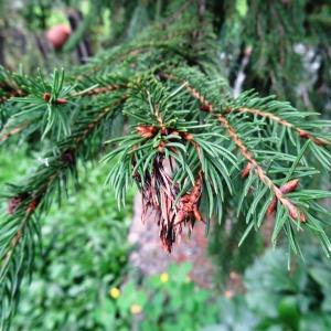 Photographie n°1122462 du taxon Picea abies (L.) H.Karst. [1881]