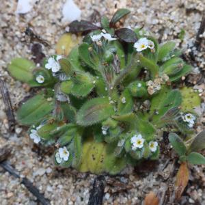 Photographie n°1122487 du taxon Myosotis pusilla Loisel. [1809]