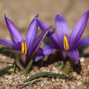 Photographie n°1122497 du taxon Romulea arnaudii Moret [2000]