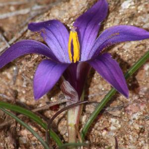 Photographie n°1122499 du taxon Romulea arnaudii Moret [2000]