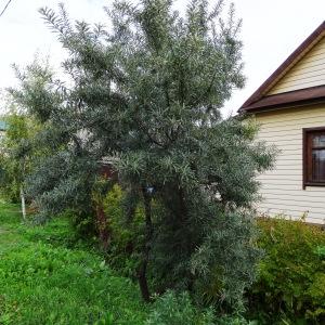 Photographie n°1122509 du taxon Elaeagnus angustifolia L. [1753]