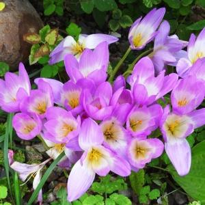 Photographie n°1122521 du taxon Colchicum autumnale L. [1753]
