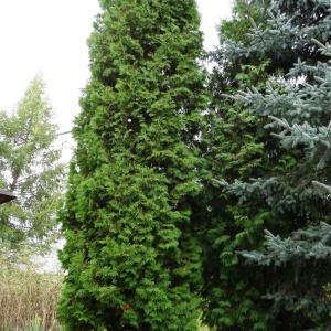 Photographie n°1122553 du taxon Thuja occidentalis L. [1753]