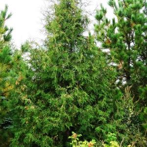 Photographie n°1122559 du taxon Thuja occidentalis L. [1753]