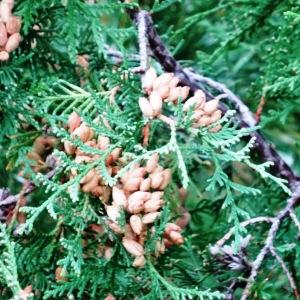 Photographie n°1122564 du taxon Thuja occidentalis L. [1753]