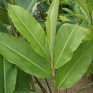 Photographie n°1122937 du taxon Alpinia purpurata Vieill. ex K. Schum.