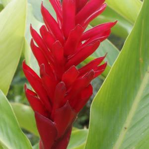 Photographie n°1122943 du taxon Alpinia purpurata Vieill. ex K. Schum.