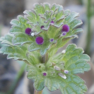 Photographie n°1123077 du taxon Lamium amplexicaule L.