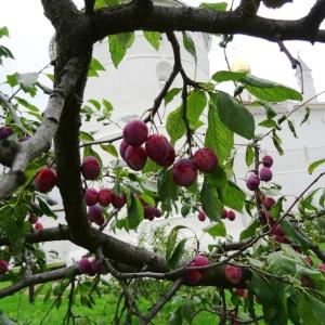  - Prunus domestica subsp. domestica 