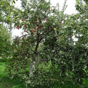 Photographie n°1124155 du taxon Malus domestica Borkh. [1803]