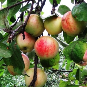 Photographie n°1124167 du taxon Malus domestica Borkh. [1803]