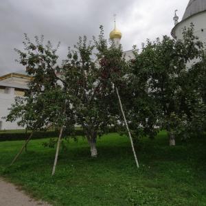 Photographie n°1124171 du taxon Malus domestica Borkh. [1803]