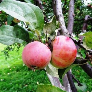 Photographie n°1124173 du taxon Malus domestica Borkh. [1803]