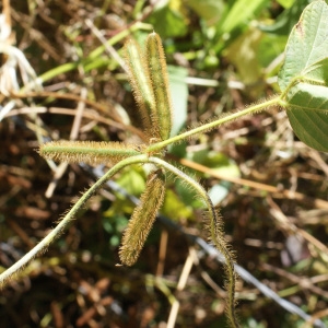 Photographie n°1126487 du taxon Calopogonium mucunoides Desv. [1826]