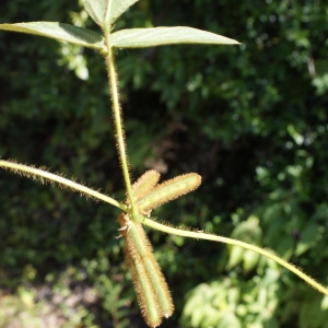 Photographie n°1126493 du taxon Calopogonium mucunoides Desv. [1826]