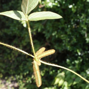 Photographie n°1126495 du taxon Calopogonium mucunoides Desv. [1826]