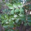  Liliane Roubaudi - Haematoxylum campechianum L.