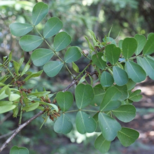 Photographie n°1126555 du taxon Haematoxylum campechianum L.