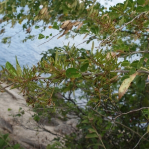 Photographie n°1126560 du taxon Haematoxylum campechianum L.