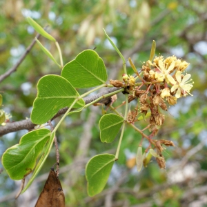 Photographie n°1126565 du taxon Haematoxylum campechianum L.