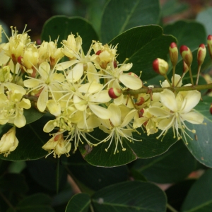 Haematoxylum campechianum L. (Campèche)