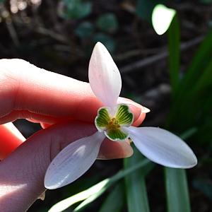 Photographie n°1128348 du taxon Galanthus nivalis L. [1753]